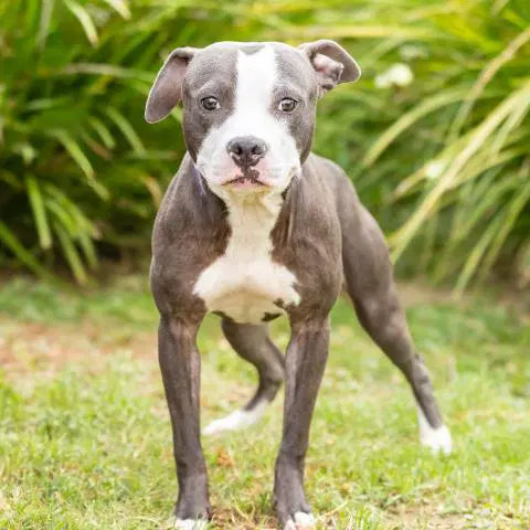 Smiley - Pit Bull Terrier