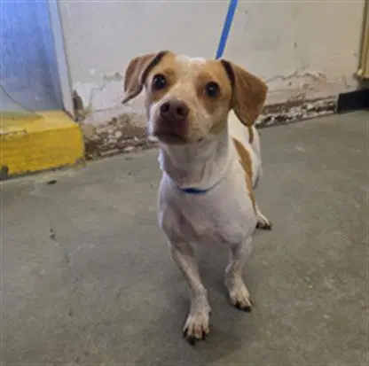 Molly - Chihuahua
