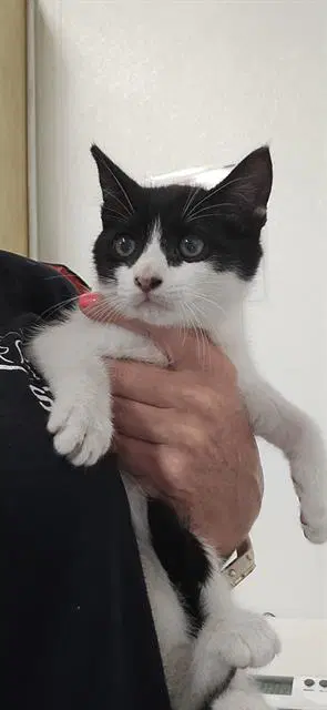 Unknown - Domestic Short Hair