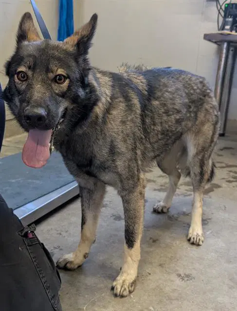 Unknown - German Shepherd Dog