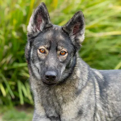 Unknown - German Shepherd Dog