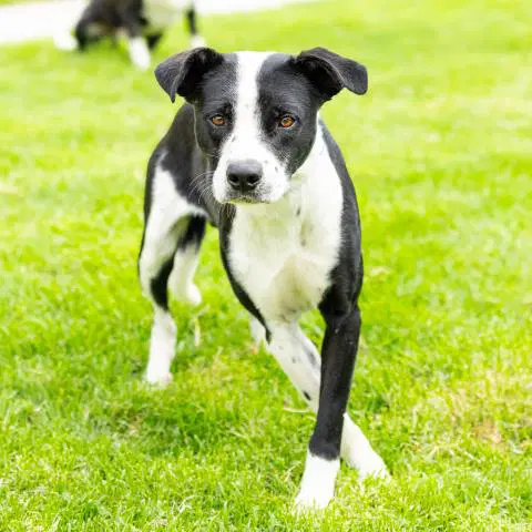 Unknown - Pit Bull Terrier