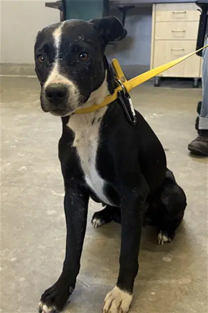 Unknown - Pit Bull Terrier