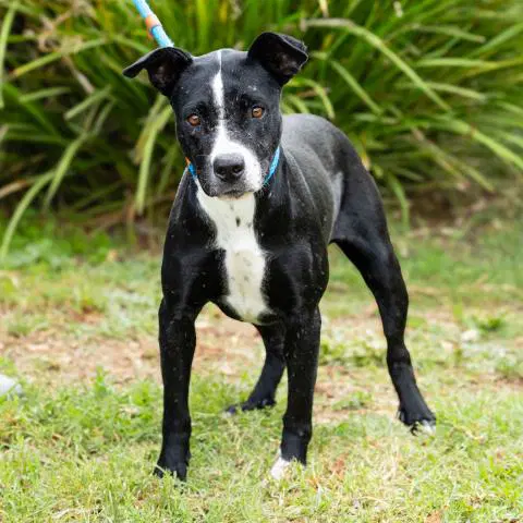 Unknown - Pit Bull Terrier