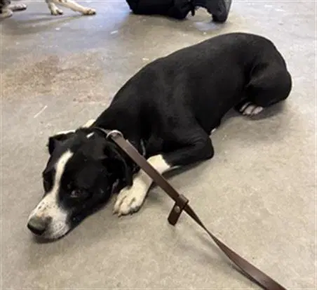 Unknown - Pit Bull Terrier