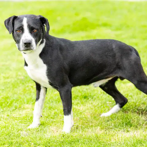 Unknown - Pit Bull Terrier