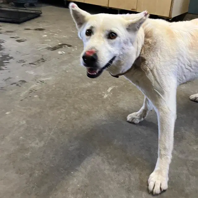 Honda - Siberian Husky