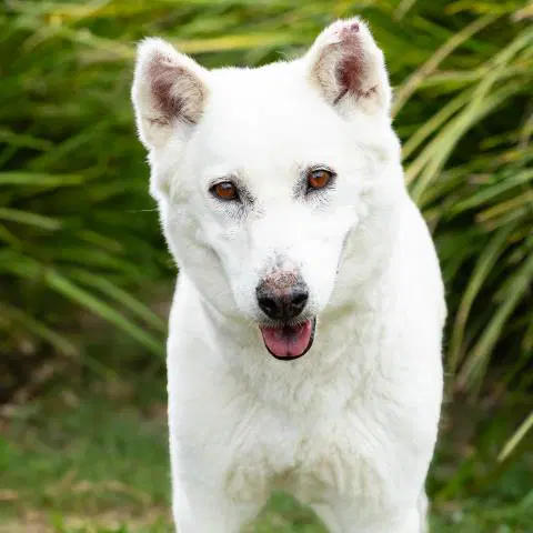 Honda - Siberian Husky