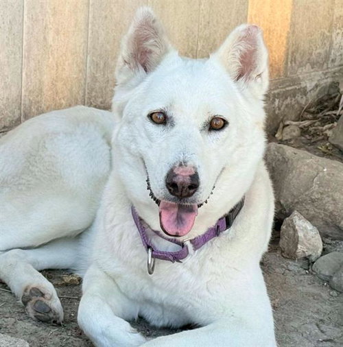 Honda, Siberian Husky / Mixed (medium coat)