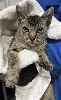 Unknown - Domestic Short Hair