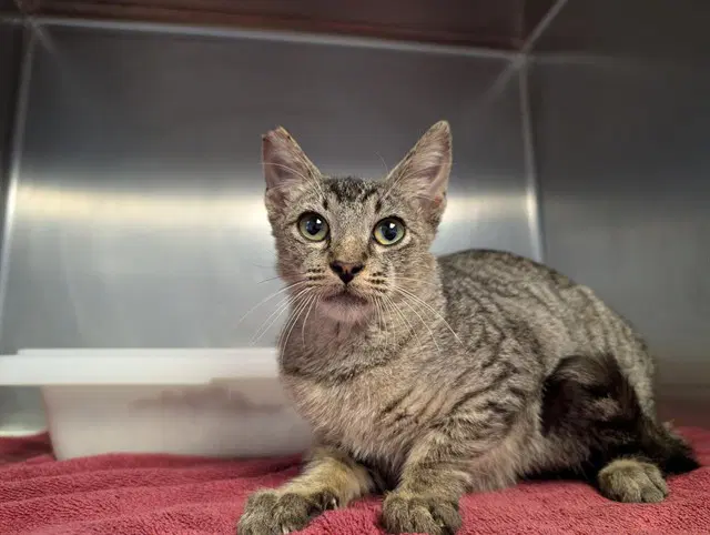 Unknown - Domestic Short Hair
