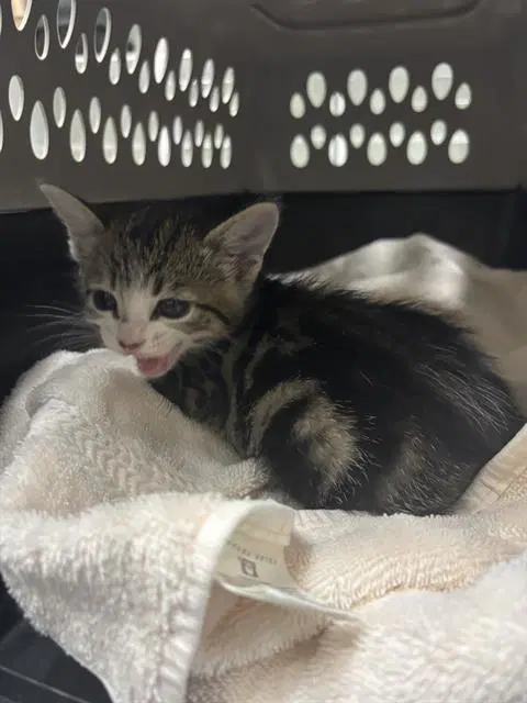 Unknown - Domestic Short Hair