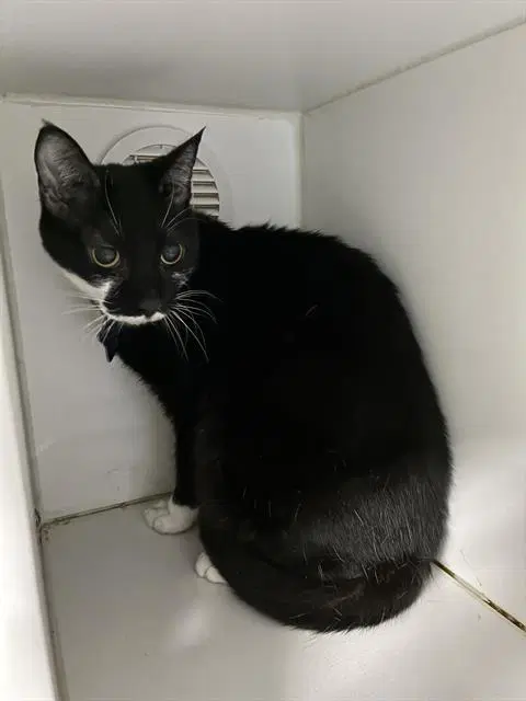 Sable - Domestic Short Hair