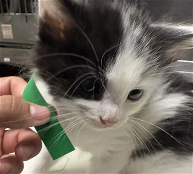 Mr Right - Domestic Medium Hair