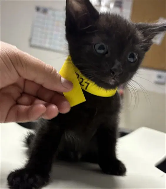 Ziggy - Domestic Medium Hair