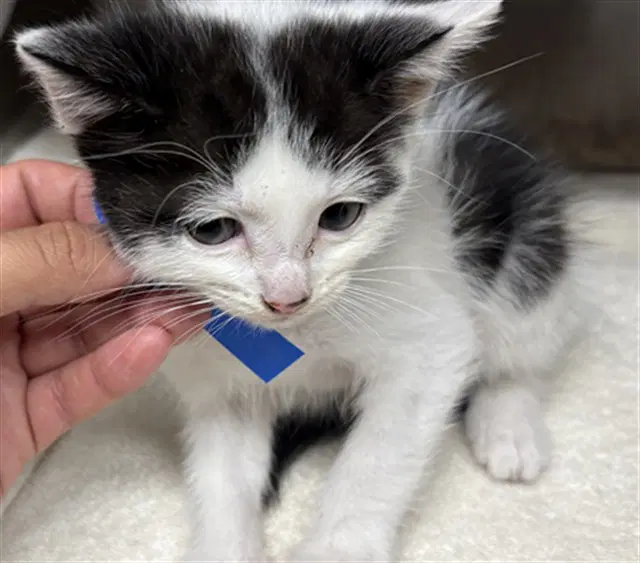 Bruce - Domestic Medium Hair