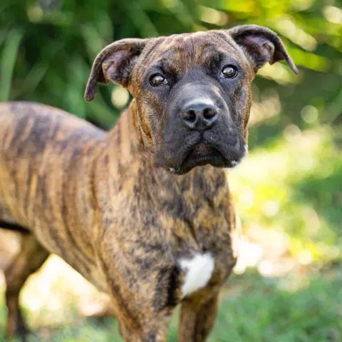 Unknown - Pit Bull Terrier