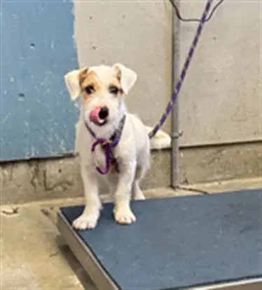 Unknown - Parson Russell Terrier
