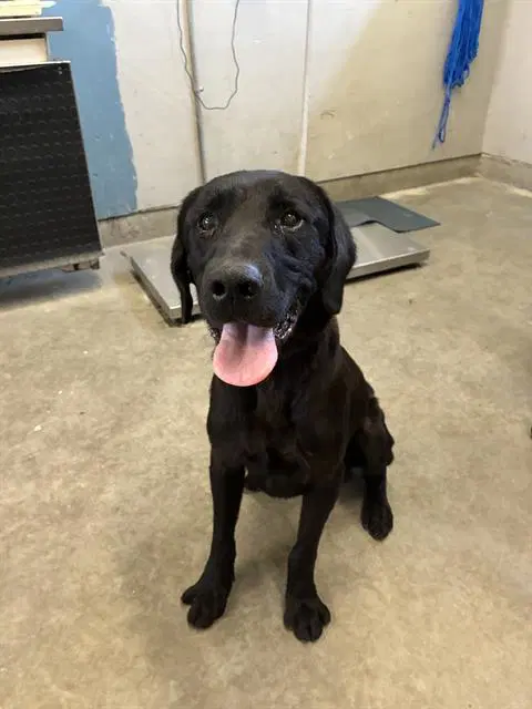 Unknown - Labrador Retriever