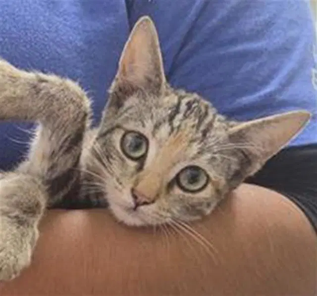 Unknown - Domestic Short Hair