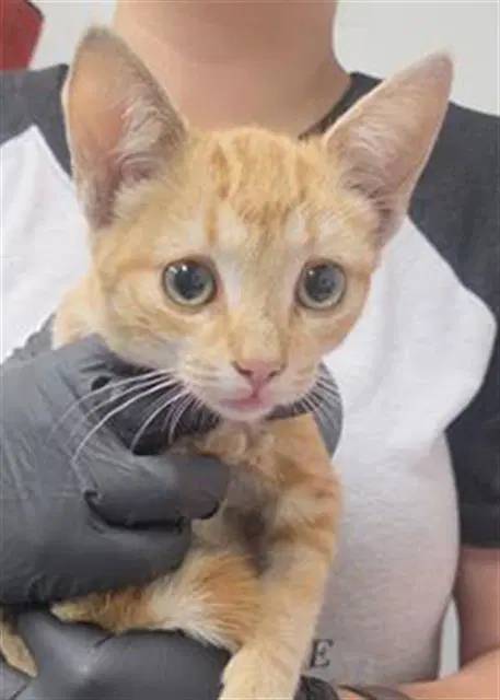 Unknown - Domestic Short Hair