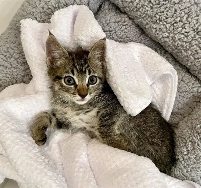 Puka Nacua - Domestic Short Hair