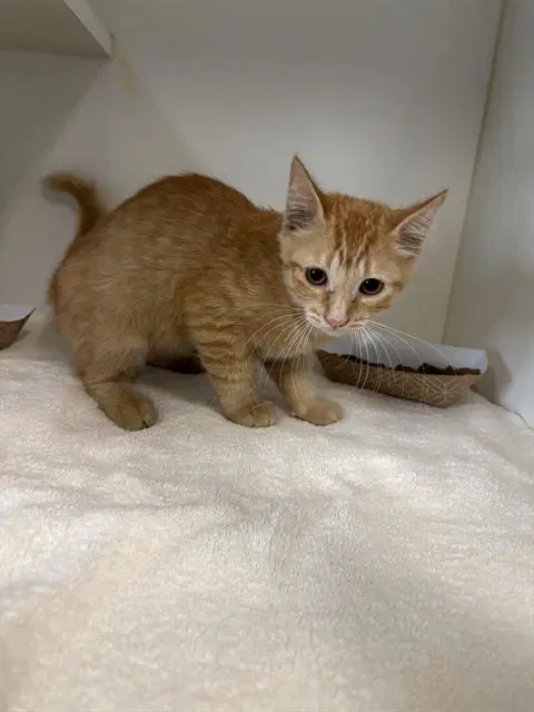 Unknown - Domestic Short Hair