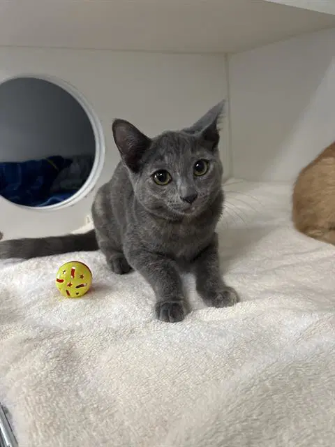 Unknown - Domestic Short Hair