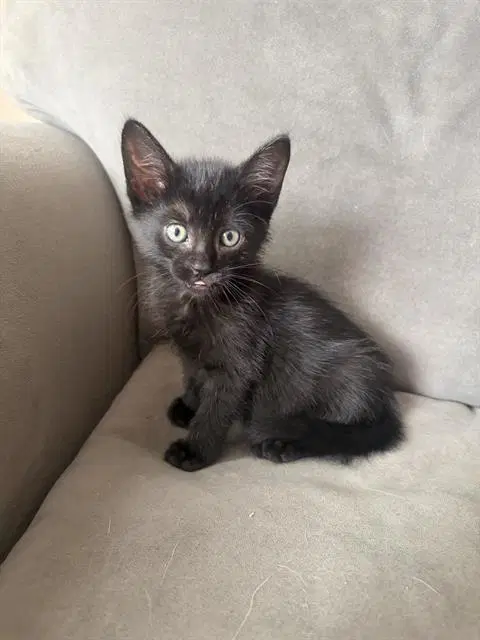 Willow - Domestic Short Hair