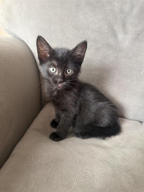 Willow
