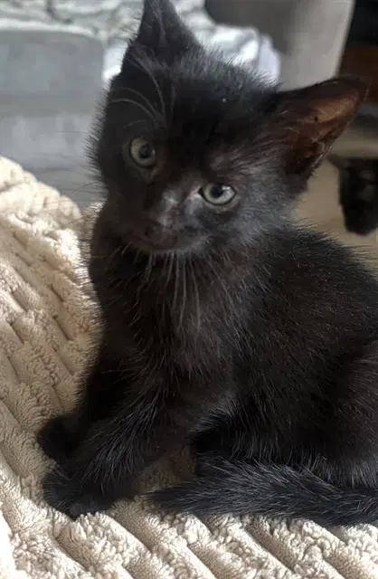 Jayden - Domestic Short Hair