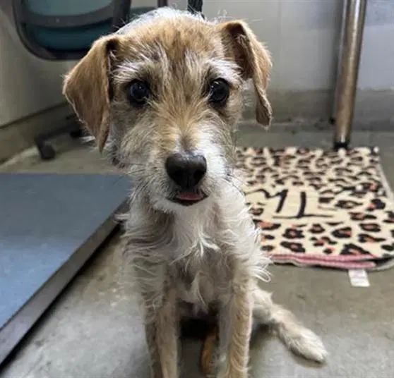 Storm - Parson Russell Terrier