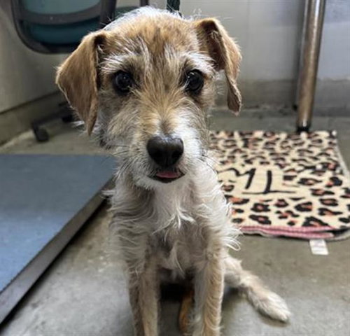 STORM, a dog for adoption from Ventura County Animal Regulation