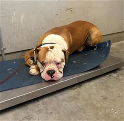 Uno - American Bulldog