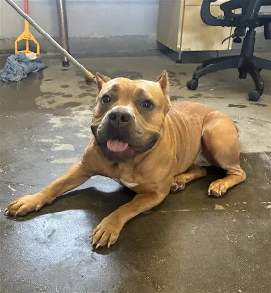 Jezebel - Pit Bull Terrier