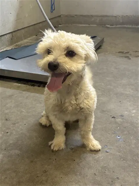 Benji - Poodle (Miniature)