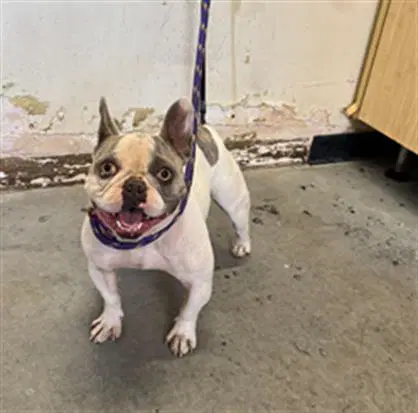 Gilda - French Bulldog