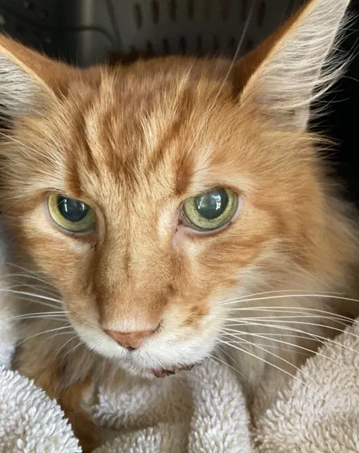 Unknown - Domestic Long Hair