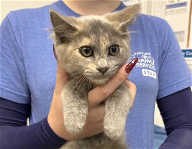 Unknown - Domestic Short Hair