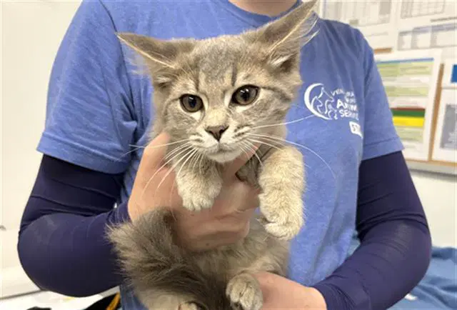 Unknown - Domestic Short Hair