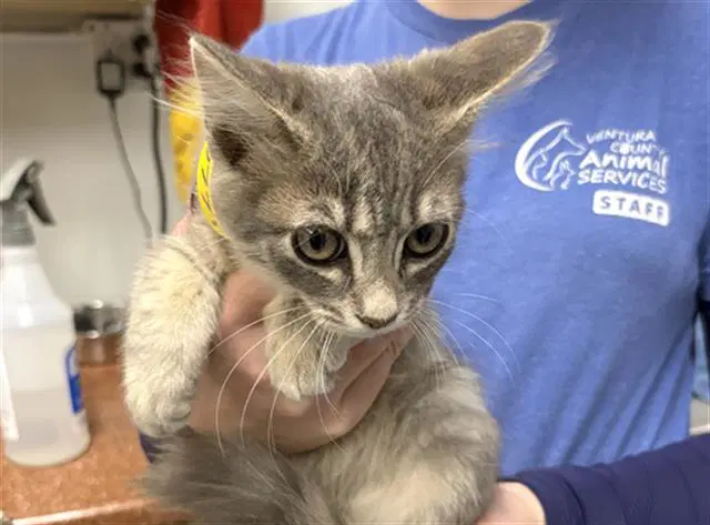 Unknown - Domestic Short Hair