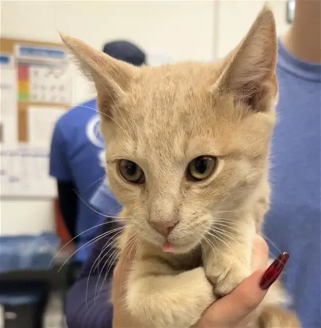 Unknown - Domestic Short Hair
