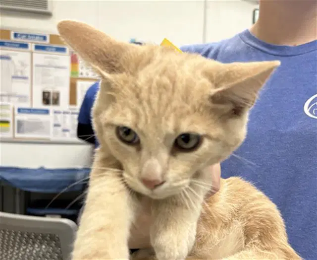 Unknown - Domestic Short Hair