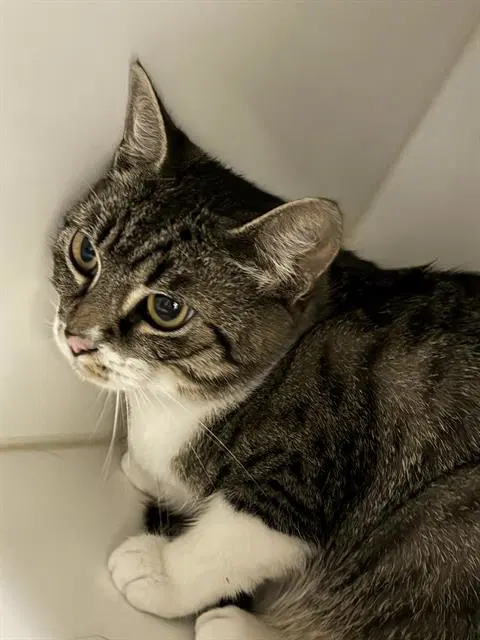 Mushroom - Domestic Short Hair