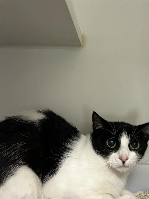 Karma - Domestic Short Hair