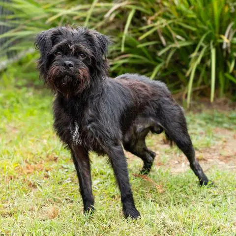 Little Man - Scottish Terrier Scottie
