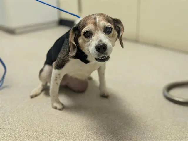 Unknown - Beagle