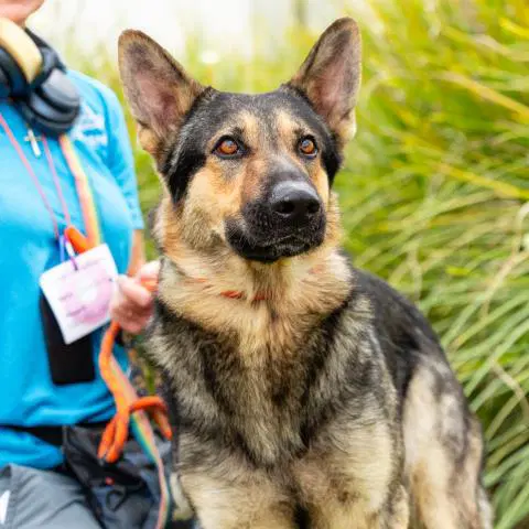 Rex - German Shepherd Dog