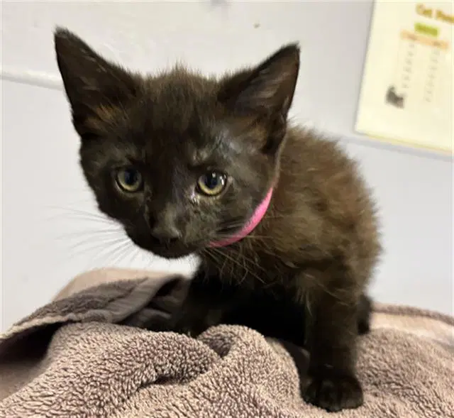 Unknown - Domestic Short Hair