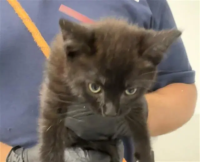 Unknown - Domestic Short Hair